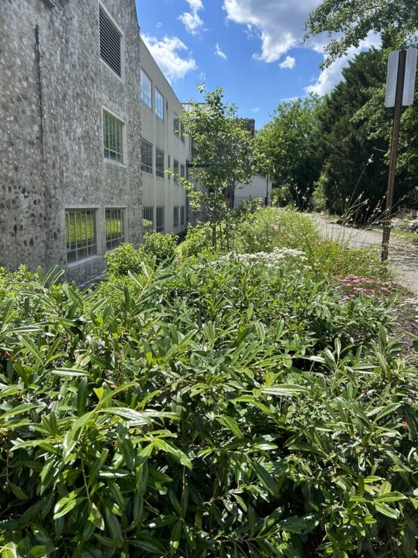 Pollinator Garden at St. Stephen's Church in Richmond, Virginia